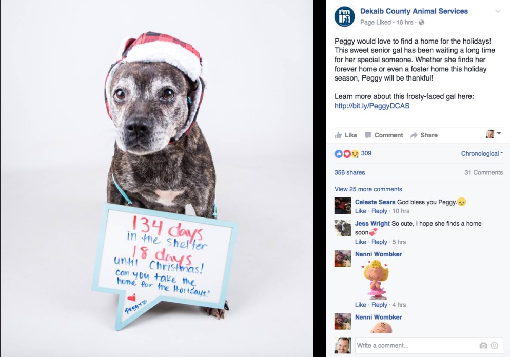 Shelter dog with Christmas note image